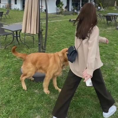 笼子在寻找小鸟